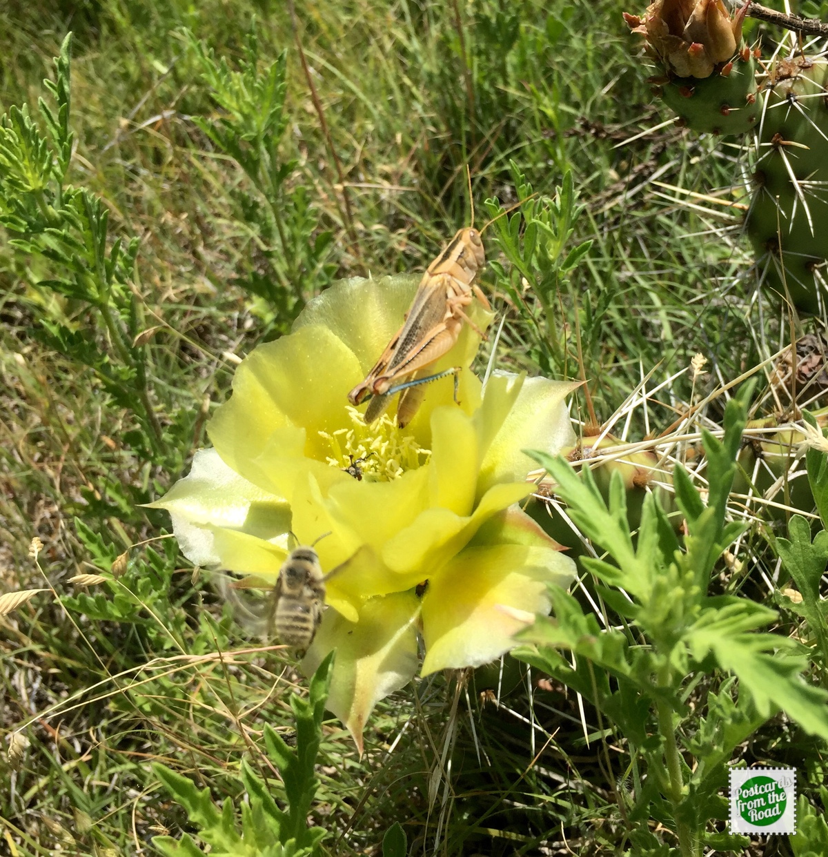 Grasshopper & Bee