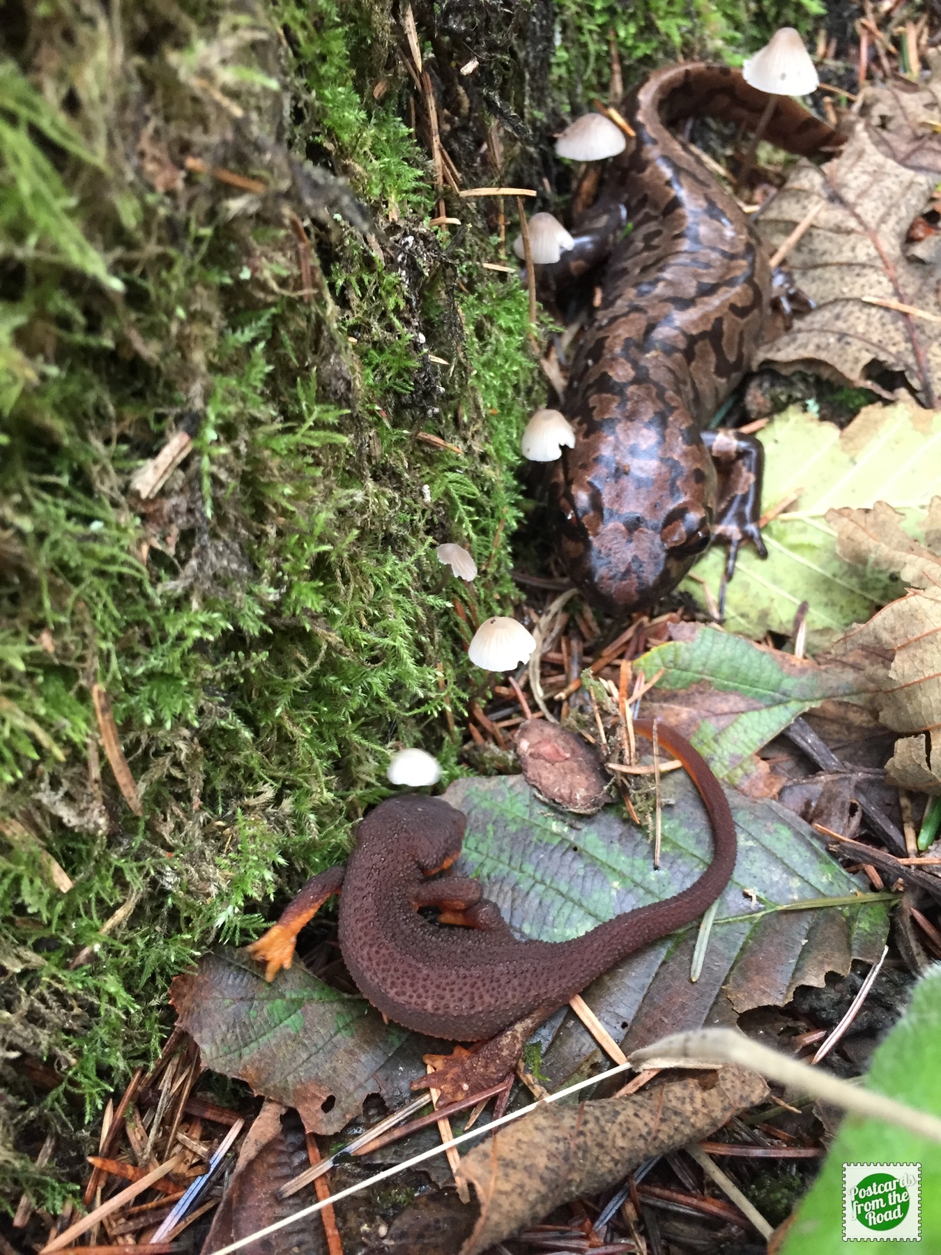 salamander