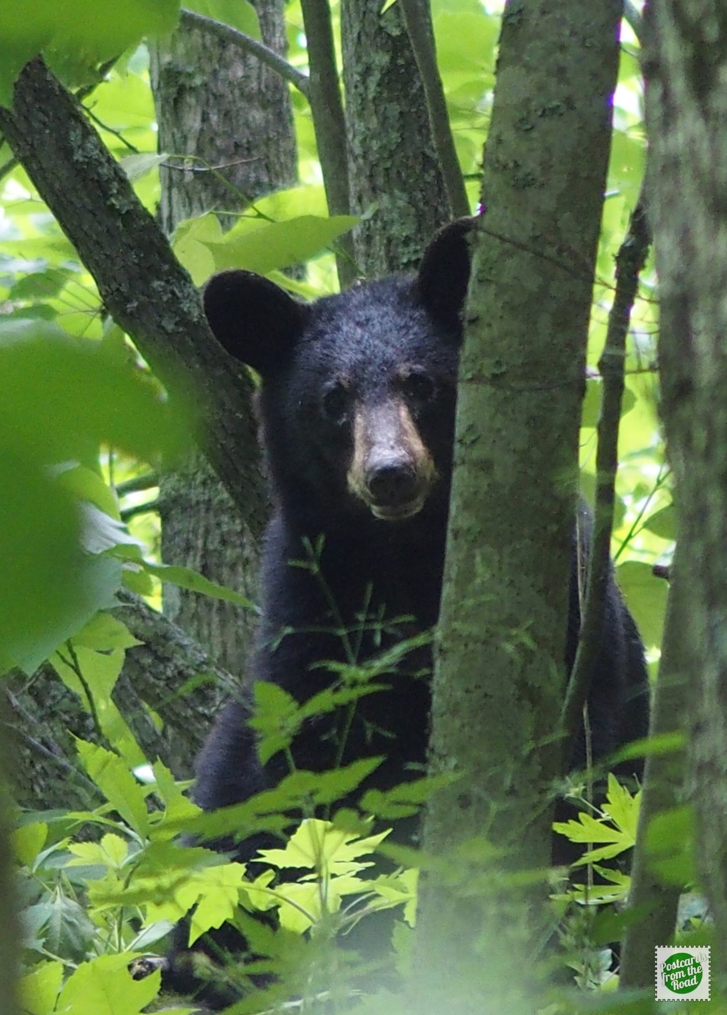 bear